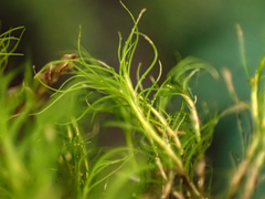 Distichium capillaceum