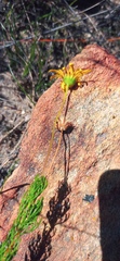 Euryops abrotanifolius