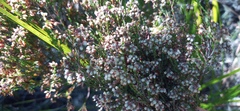 Erica hispidula