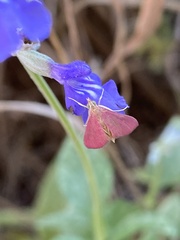Pyrausta inornatalis
