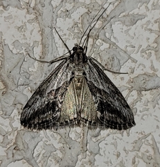 Evergestis simulatilis