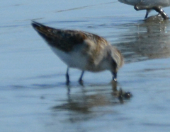Calidris minuta