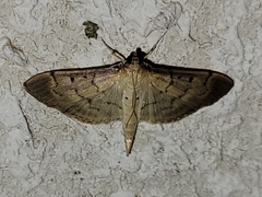 Herpetogramma bipunctalis