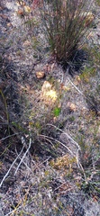 Euryops abrotanifolius