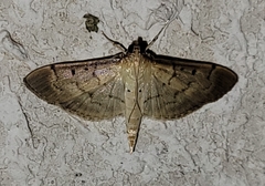Herpetogramma bipunctalis