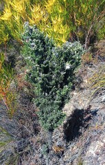 Phaenocoma prolifera