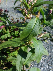 Persicaria extremiorientalis
