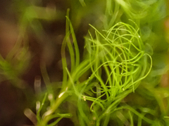 Distichium capillaceum