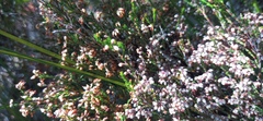 Erica hispidula