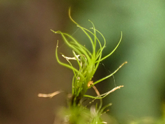 Distichium capillaceum