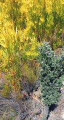 Phaenocoma prolifera