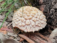 Boletellus