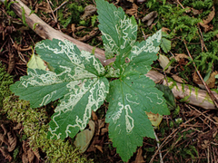 Phytomyza spondylii group