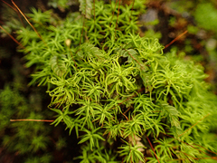 Tortella tortuosa