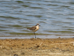 Charadrius pecuarius