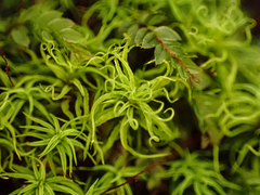 Tortella tortuosa