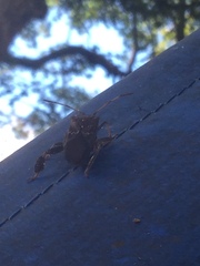 Leptoglossus corculus