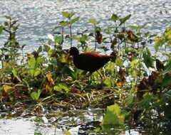 Jacana spinosa