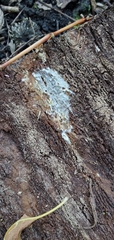 Coniophora puteana