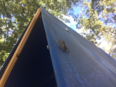 Leptoglossus corculus