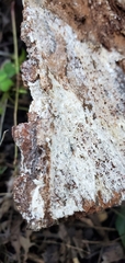 Coniophora puteana