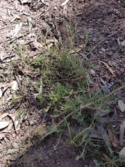 Drosanthemum calycinum