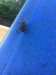 Leptoglossus corculus