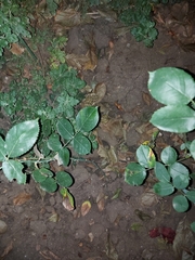 Bufotes viridis viridis