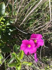 Oxalis arenaria