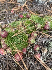Sempervivum globiferum