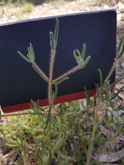 Drosanthemum calycinum