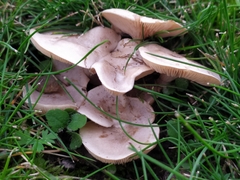 Rhodocybe