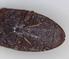 Elateridae