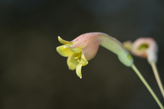 Prochnyanthes mexicana