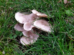 Rhodocybe