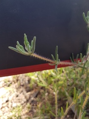 Drosanthemum calycinum