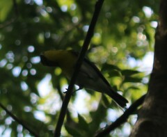 Vireo flavifrons