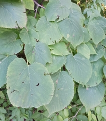 Tilia americana