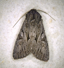 Fishia yosemitae