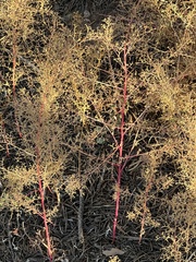 Dysphania graveolens