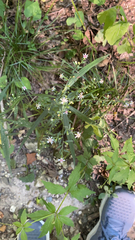 Symphyotrichum lateriflorum