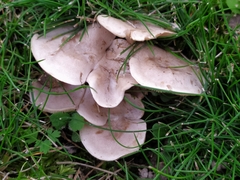 Rhodocybe