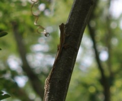 Anolis unilobatus