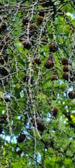 Larix decidua