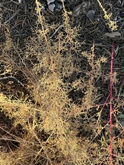 Dysphania graveolens