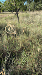 Eleusininae