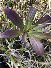 Solidago missouriensis