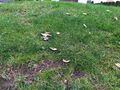 Rhodocybe