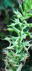 Habenaria stenopetala