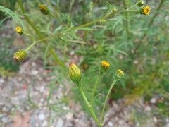 Bidens subalternans